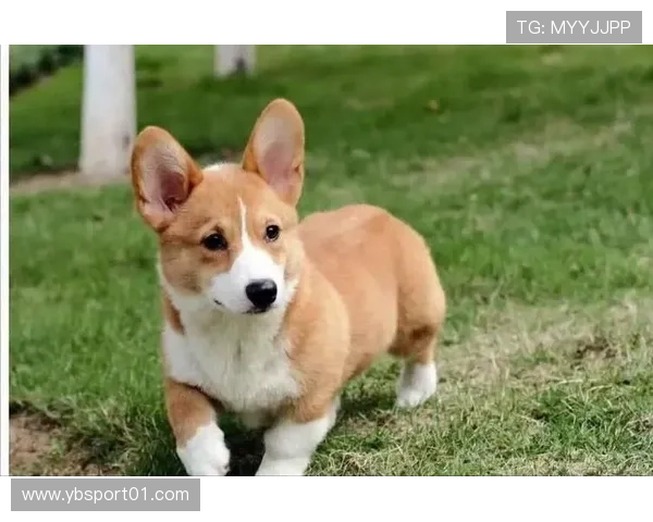 加泰联队助攻后小汪跑向队友问名字的感人一刻 加泰联队助攻后小汪跑向队友问名字的感人一刻